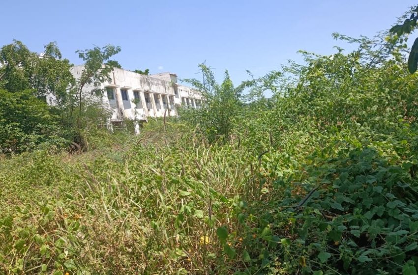  எட்டயபுரம் மகளிர் பாலிடெக்னிக் கல்லூரியை சுற்றி முட்செடிகளை அகற்றி மரங்கள் வளர்க்க ஏற்பாடு