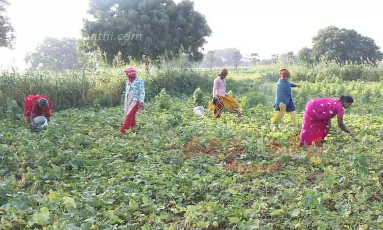  தூத்துக்குடி அருகே வெள்ளரிக்காய் விளைச்சல் அமோகம்; விவசாயிகள் மகிழ்ச்சி