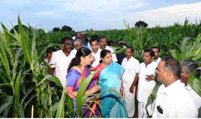  சூறாவளி காற்றில் பயிர்கள் சேதம்: கீதாஜீவன், கனிமொழி ஆய்வு