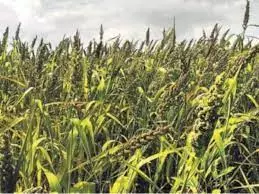  கோவில்பட்டி, ஓட்டபிடாரம், விளாத்திகுளம், கயத்தாறு பகுதிகளில் குதிரைவாலி சாகுபடியில் அதிக மகசூல்; விவசாயிகள் மகிழ்ச்சி