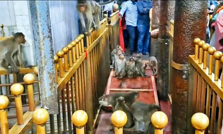  திருத்தணி முருகன் கோயிலுக்குள் புகுந்த குரங்குகள் அட்டகாசம்; பக்தர்கள் தரிசனம் ஒரு மணி நேரம் ரத்து