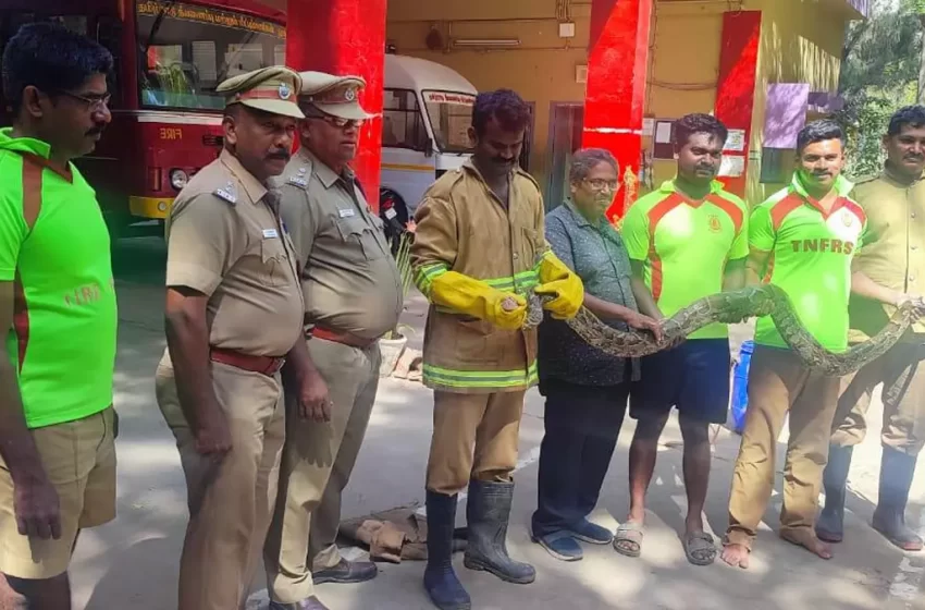 குளத்தில் மலைப்பாம்பு; மீன் வலையில் சிக்கியது