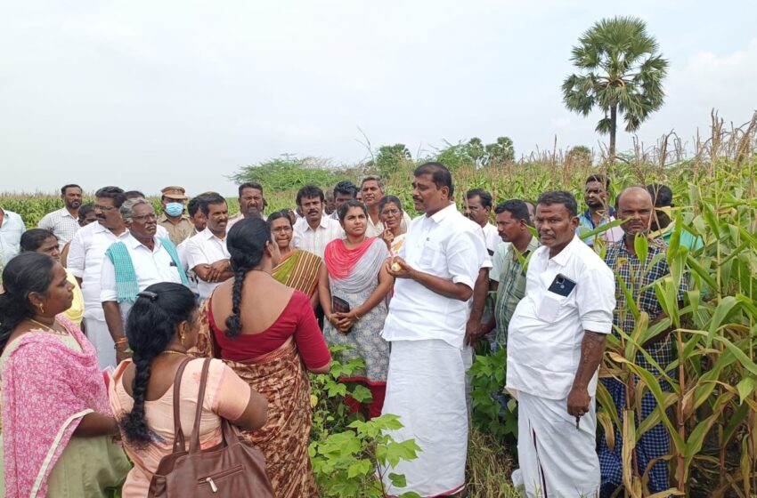  காட்டுப்பன்றிகளால் சேதப்படுத்தப்பட்ட மக்காச்சோள பயிர்கள்; ஜி.வி.மார்கண்டேயன் எம்.எல்.ஏ. பார்வையிட்டார்