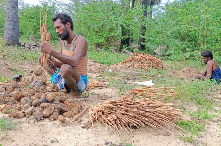  தென் மாவட்டங்களில் பனங்கிழங்கு விளைச்சல் அமோகம்  