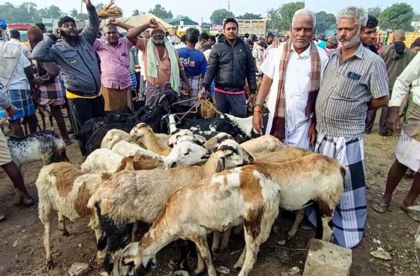  எட்டயபுரம் ஆட்டுச்சந்தையில் ரூ.7 கோடிக்கு ஆடுகள் விற்பனை  