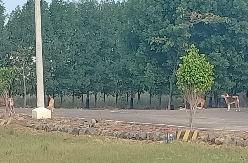 அப்பனேரி வெங்கடேஸ்வரா கார்டன் பகுதியில் நாய்கள் தொல்லை; நாள்தோறும் நடக்கும் நாய்க்கடி சம்பவத்தால்  பொதுமக்கள் பீதி   