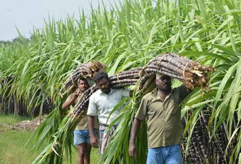  கரும்பு விவசாயிகளுக்கு சிறப்பு ஊக்கத்தொகை அறிவிப்பு