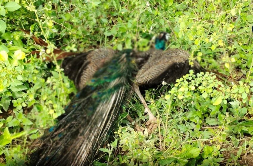  கோவில்பட்டி அருகே விவசாய நிலத்தில் செத்துக்கிடந்த 14 மயில்கள்