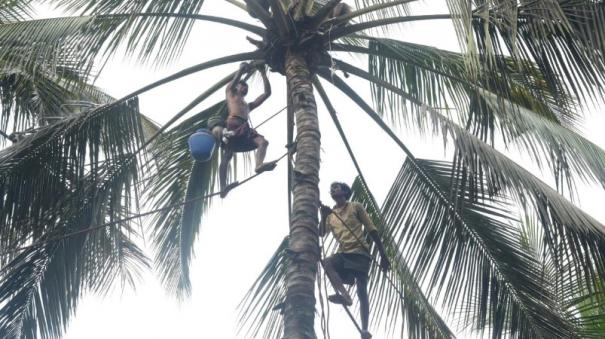  தென்னை மரம் ஏறும் தொழிலாளர்களுக்கு காப்பீடு உண்டு…