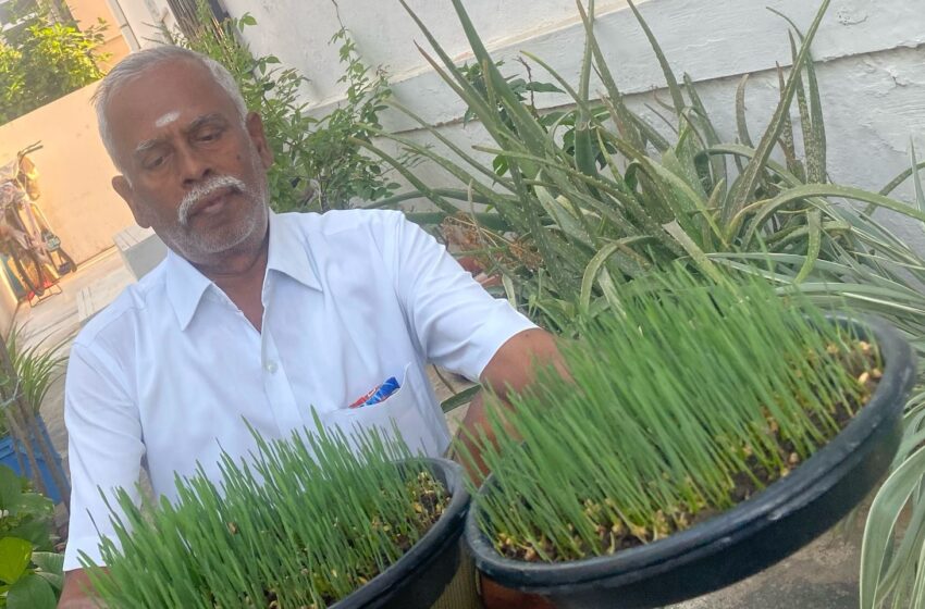  மருத்துவ குணம் கொண்ட “மைக்ரோகிரீன்” கீரை- நீங்களும்  வளர்க்கலாம்