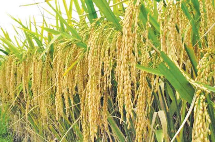  நெல் பயிருக்கு துத்தநாக சத்து தேவையா ?