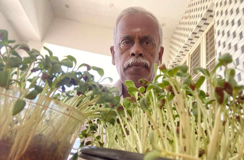  வீட்டிலேயே  வளர்க்கலாம் …வெந்தய  நுண் இலை கீரை