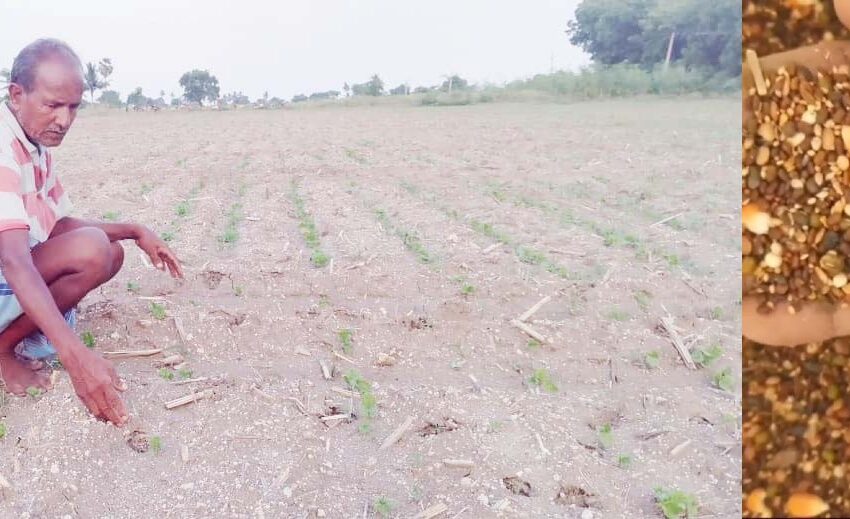  தானிய விதைகள் விலை உயர்வு; விவசாயிகள் கவலையை போக்க அரசு நடவடிக்கை எடுக்குமா?
