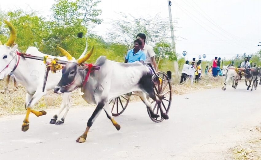  கோவில்பட்டி அருகேமாட்டு வண்டி பந்தயம்