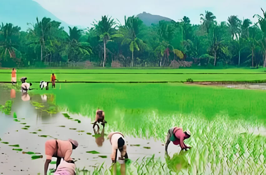  நிலுவை பயிர்க் கடன் வசூல் தற்காலிகமாக நிறுத்திவைப்பு ; தமிழ்நாடு அரசு அறிவிப்பு